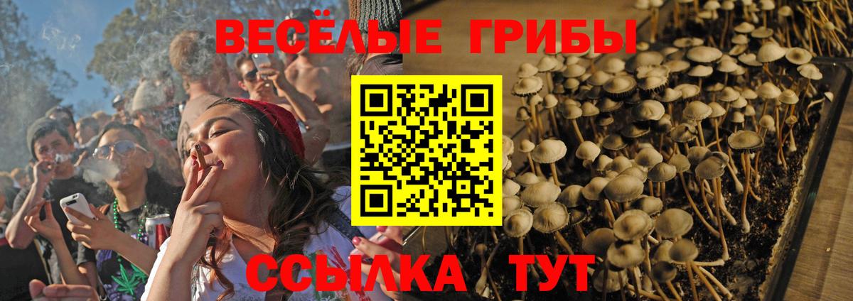 Псилоцибиновые грибы прущие грибы Осинники